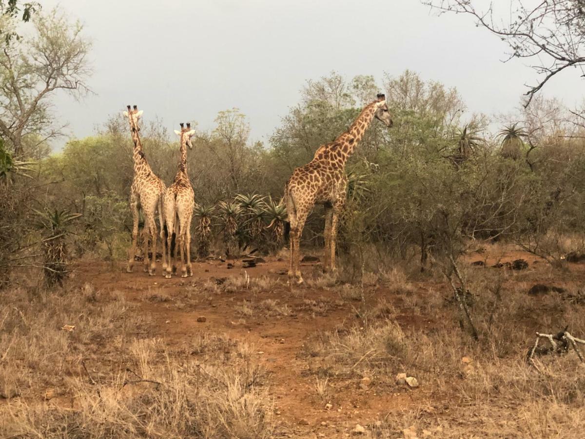 3433 On Klipspringer Marloth Park Kruger Villa Exterior photo